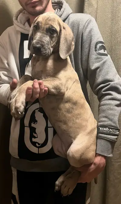 Great Dane BIG  PUPPIES, View more