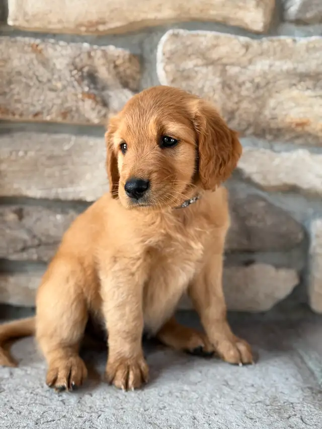 Goldendoodle Mix Puppies **1 male left** in Dogs & Puppies for Rehoming in Winnipeg - Image 2