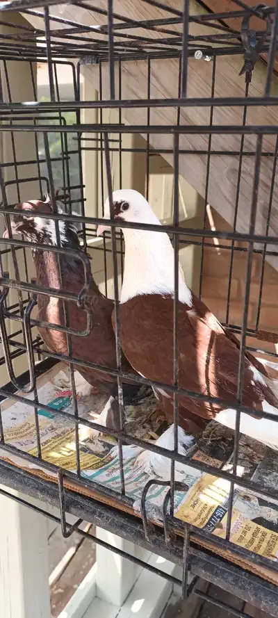 Tow male Iraqi pigeons for sell each 40 dollars original and very butfill