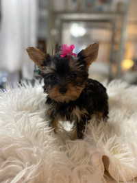 Yorkshire terrier mini  purebreed  puppy’s extremely tiny 