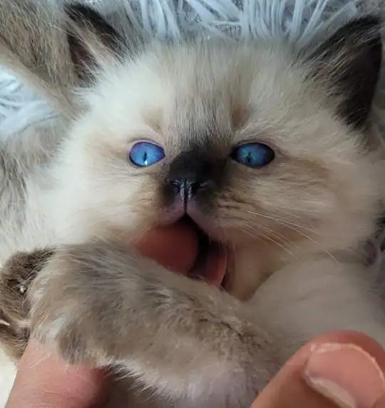 Top‑Quality Ragdoll Male Stud❤️