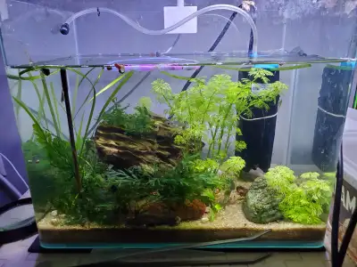 5 gallon tank everything included, Blue Moscow guppies, shrimp, plants with snails. $125 Pickup Lake...