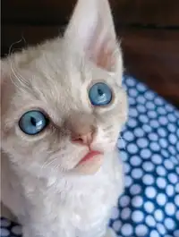 Devon Rex Kitten with an amazing personality (Lilac- male VIDEO)