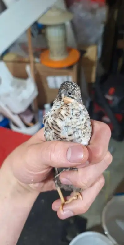 Hello! I have some button quails available for sale or trade! I have around 15 available right now d...