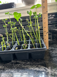 Established green bean seedlings 