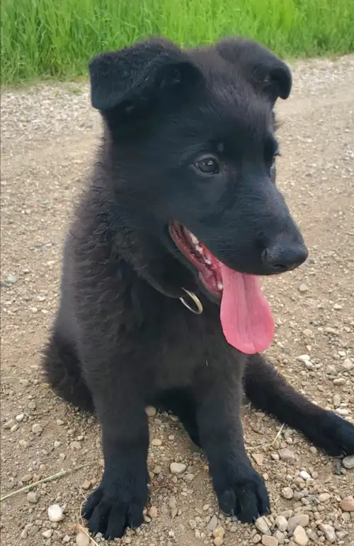 Both parents come from a kennel in the North of Germany which specializes in breeding physically and...