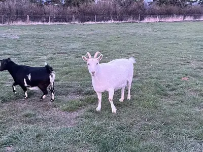 Two dairy goats for sale - A Saanen that is 4 years old and the other is a 3 years old polled Nigeri...