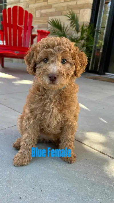 Red Miniature Poodle Puppies ready to go this weekend, View more