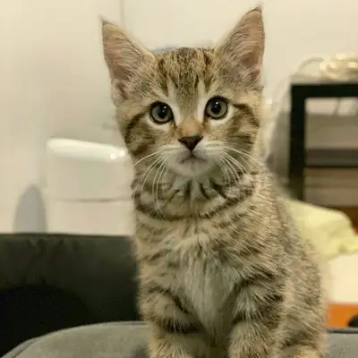 2 months old kitten, View more