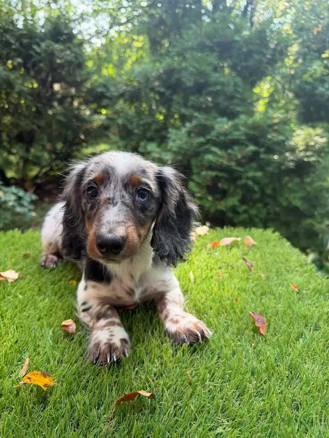 Long Hair Silver Dapple Mini Dachshund Puppy in Dogs & Puppies for Rehoming in Markham / York Region - Image 3