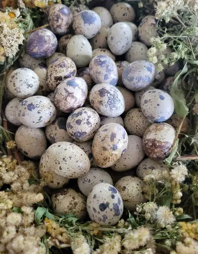 Quail Eggs, View more