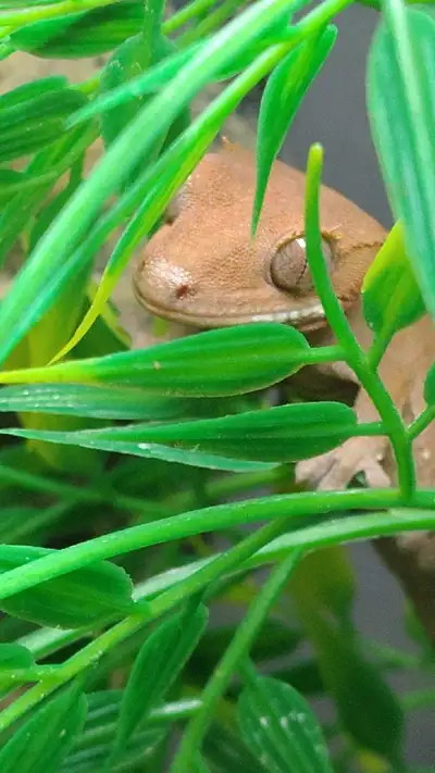 Crested Gecko, View more