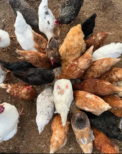 Free Range Eggs, View more