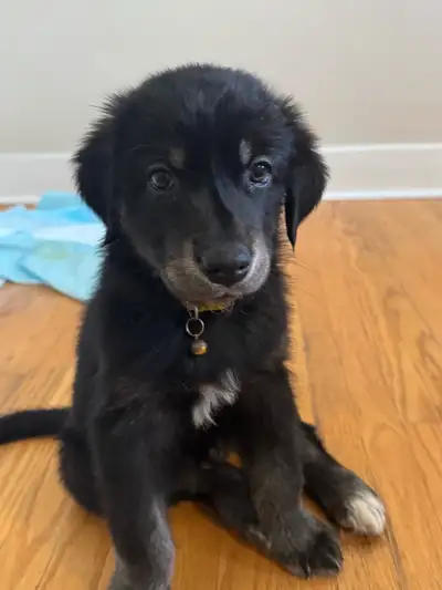 2 males left. Born Dec 13 2025 Mom is purebred golden retriever. Dad is 50% golden retriever 50% Sib...