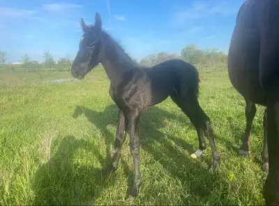 SWF Blue Rain - Registered Rocky Mountain Filly, View more