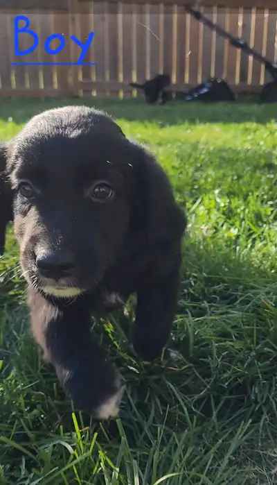 Goden retriever Australian shepherd mixed puppies with papers, View more