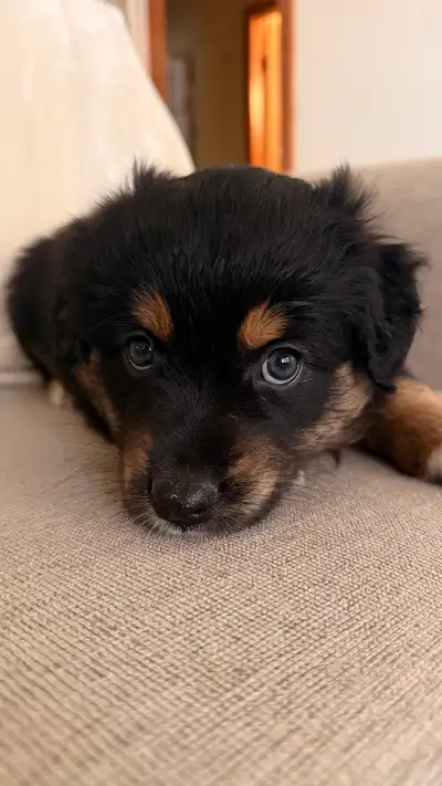 Australian Shepherd Puppies - 1 LEFT, View more