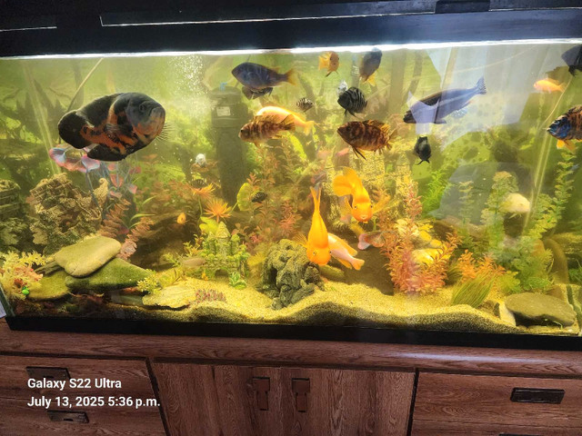 multi colors cichlid fry in Fish for Rehoming in Red Deer - Image 4