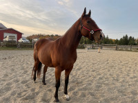 6 year old project gelding