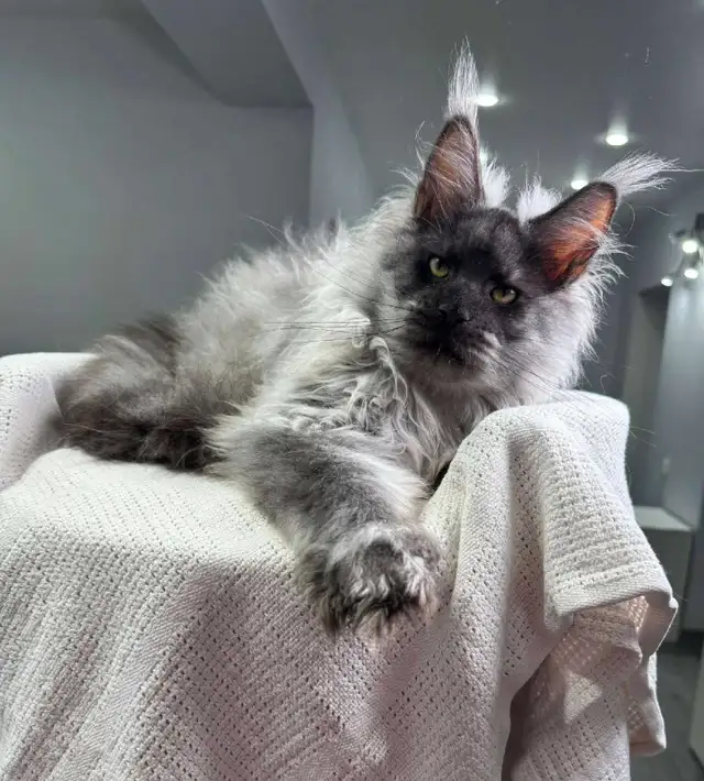 NIGHTHAWK- SHOWSTOPPER BLACK SMOKE MAINE COON male PET, FIXED