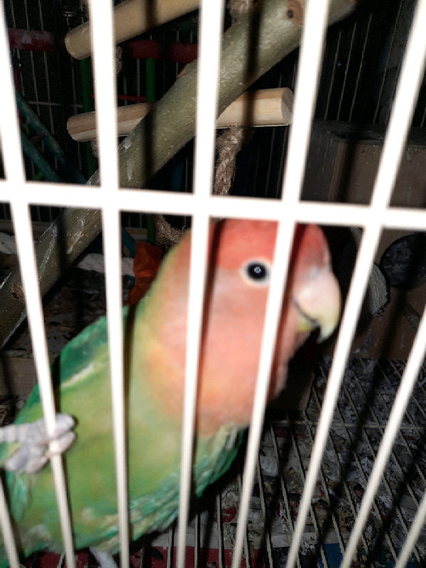 Male and female bonded pair peach faced love birds  in Birds for Rehoming in City of Halifax - Image 2