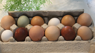 Hatching Eggs Rainbow One Dozen Chicken Barn Yard Mix (BYM), View more