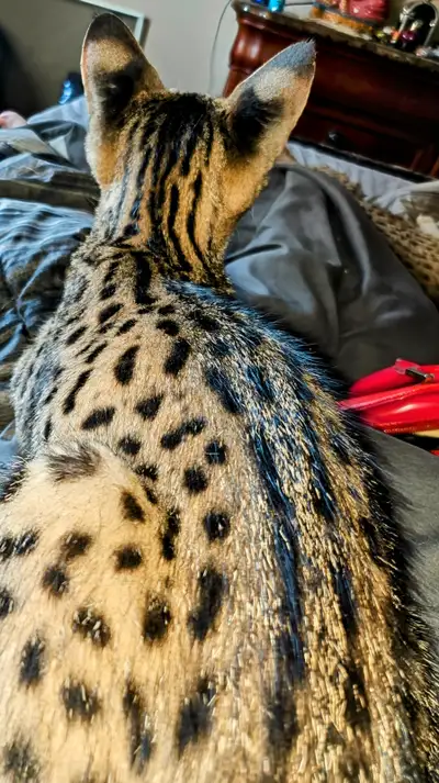 AFRICAN SERVAL HYBRID F2  F3 (SAVANNAH) kittens, View more