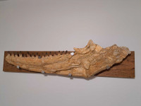 Large Authentic Mosasaur Jaw Section!
