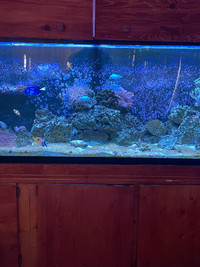 Complete Salt Water Aquarium set up