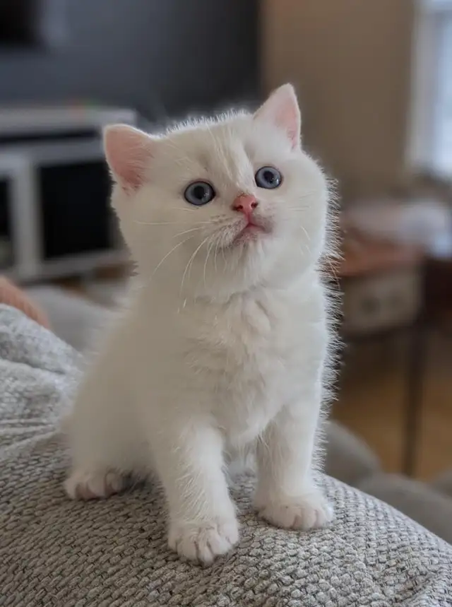 Gorgeous British Shorthair kitten / Ready May 9 in Cats & Kittens for Rehoming in Moncton - Image 2
