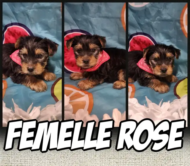 Wow 6 merveilleux yorkshires pure race 4 femelles et 2 males in Dogs & Puppies for Rehoming in City of Montréal - Image 5