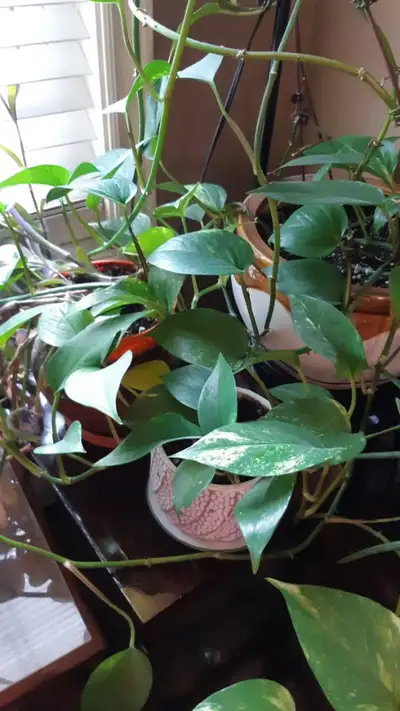 EASY PLANTS -  Pothos, dracaena, spider plant, tradescantia, View more
