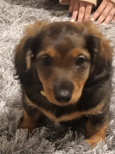 *AVAILABLE NOW* Purebred Long Haired Minature Daschaunds, View more