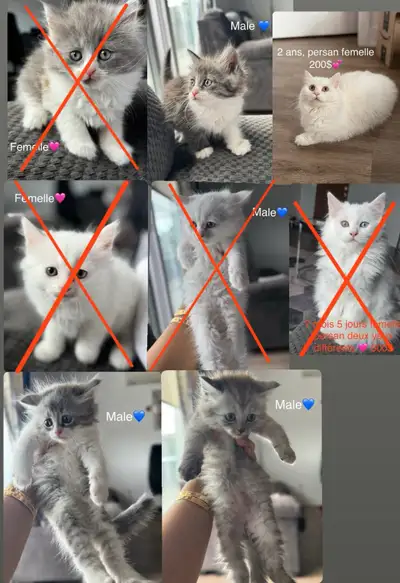 Un peu négociable J'ai plusieurs adorables chatons persans prêts à trouver leurs foyers pour toujour...