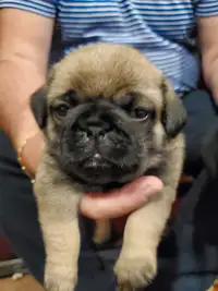 Pug puppies ready June 4th
