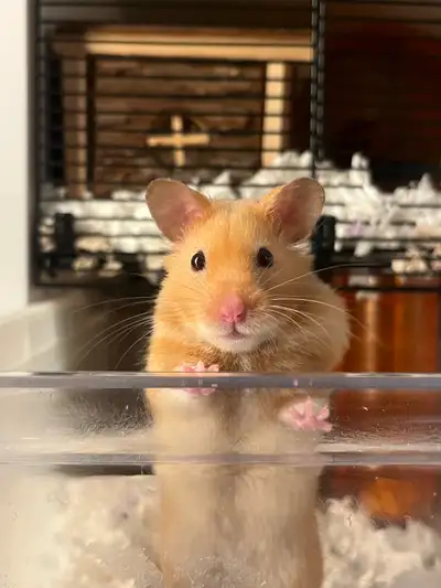 Rehoming 1yr Old Syrian Hamster, View more