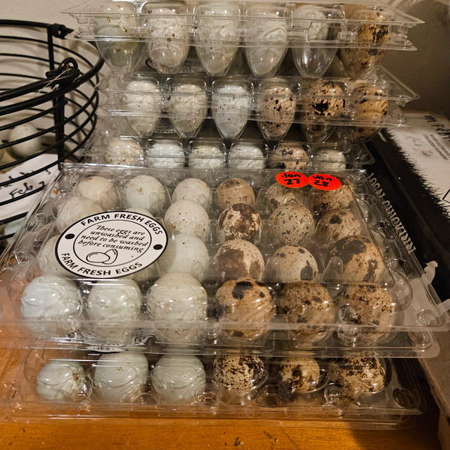 Quail - eggs and birds in Livestock in Abbotsford - Image 2