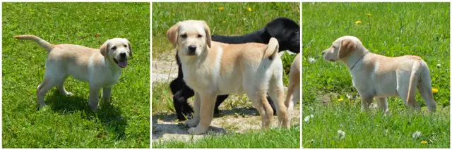 CKC Reg"d Labrador Retriever Puppies in Dogs & Puppies for Rehoming in Stratford - Image 4