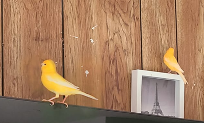 Canary Birds For Sale Whole Set, View more