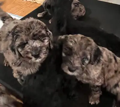 PRÊT À PARTIR Magnifiques chiots goldendoodle standard. Reste 5 chiots 2 chiots merles ( 1 mâle et 1...