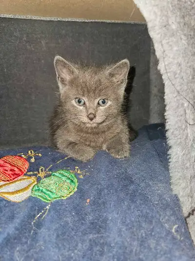 À Jean sur Richelieu. Rue Fortier dans une maison bungalow. Je garde des chats en liberté dans deux...