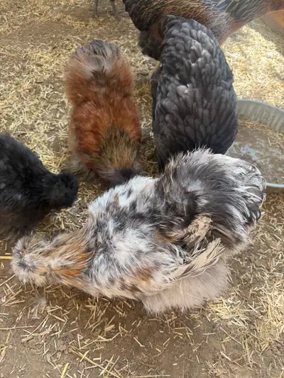 Silkie Roosters, View more
