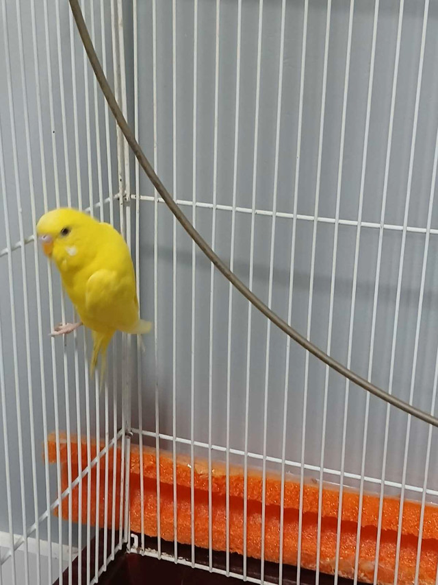 Budgies- two in Birds for Rehoming in Saskatoon - Image 3