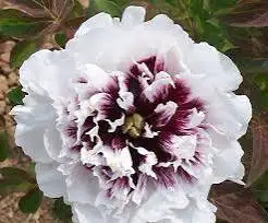 itoh peony tree for sale ( small tree in pots)62864746156930124