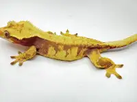RTB Red Female Extreme Harlequin Crested Gecko