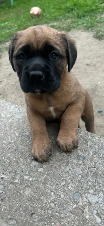 american mastiff/ cane Corso , View more