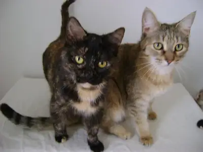 Jeunes chats et chattes à adopter, View more