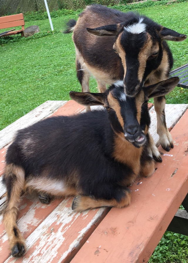 BABY GOAT FOR RENT  $480 Pickering in Livestock in City of Toronto - Image 4