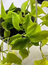 LOVELY TRAILING NEON POTHOS Hanging Plant
