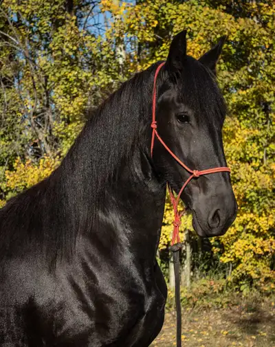 Friesian Mare, View more